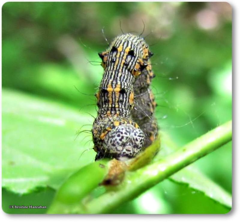 The Half-wing moth caterpillar (Phigalia titea). # 6658