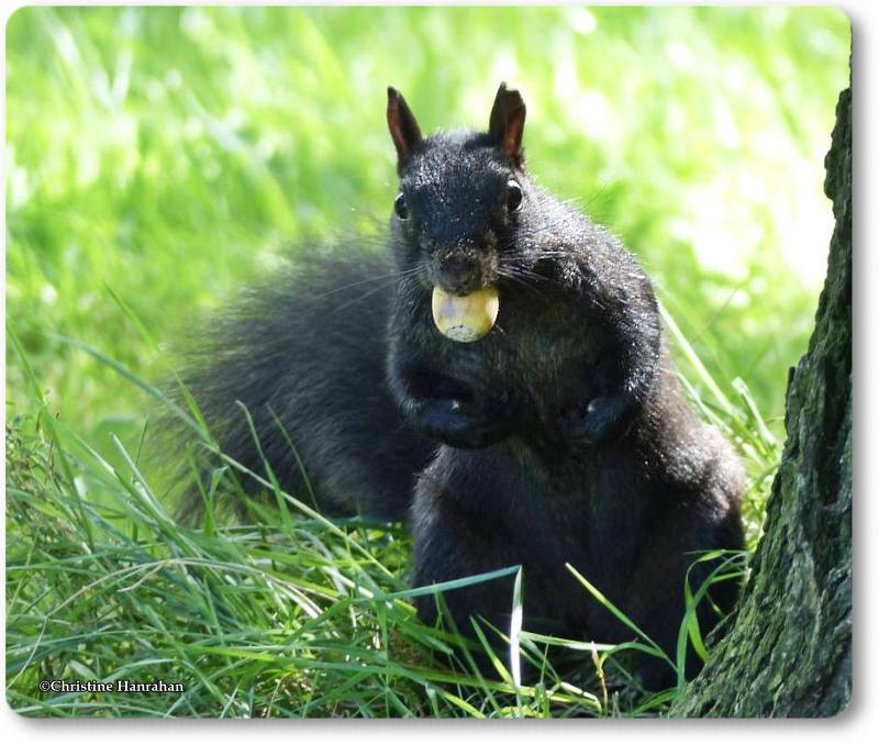 Gray squirrel, black phase