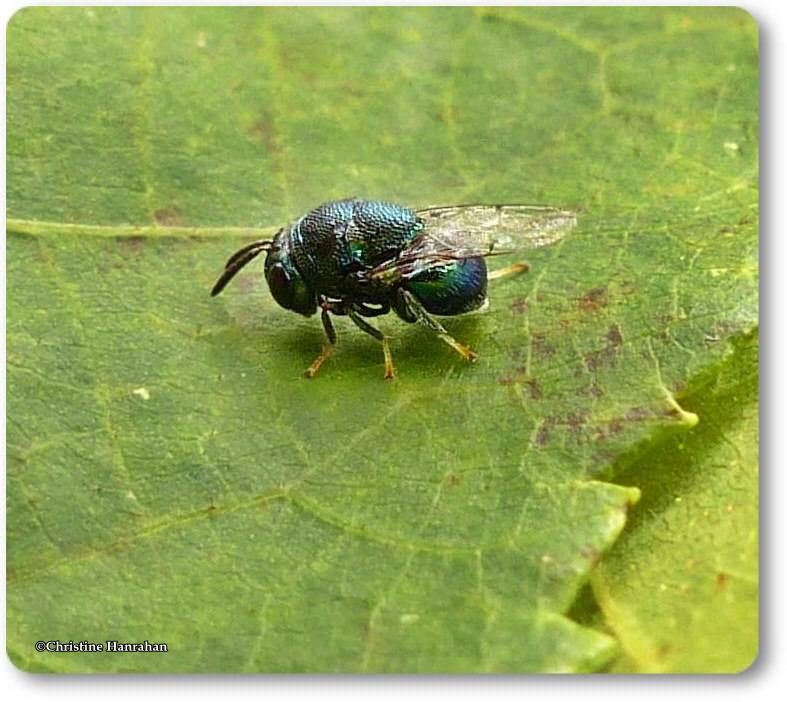 Perilampid wasp (Perilampidae)