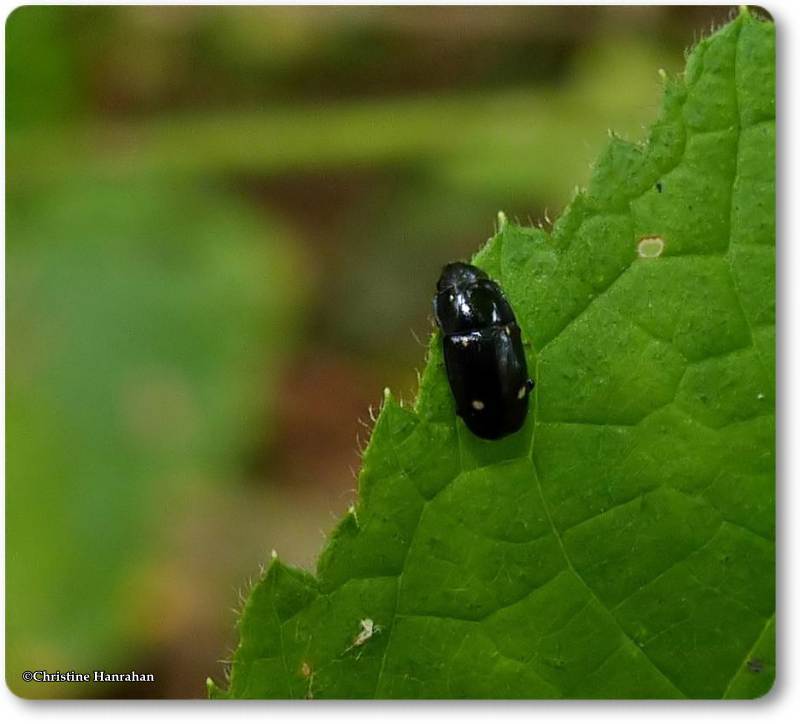 Sap-feeding beetle (Glischrochilus siepmanni)
