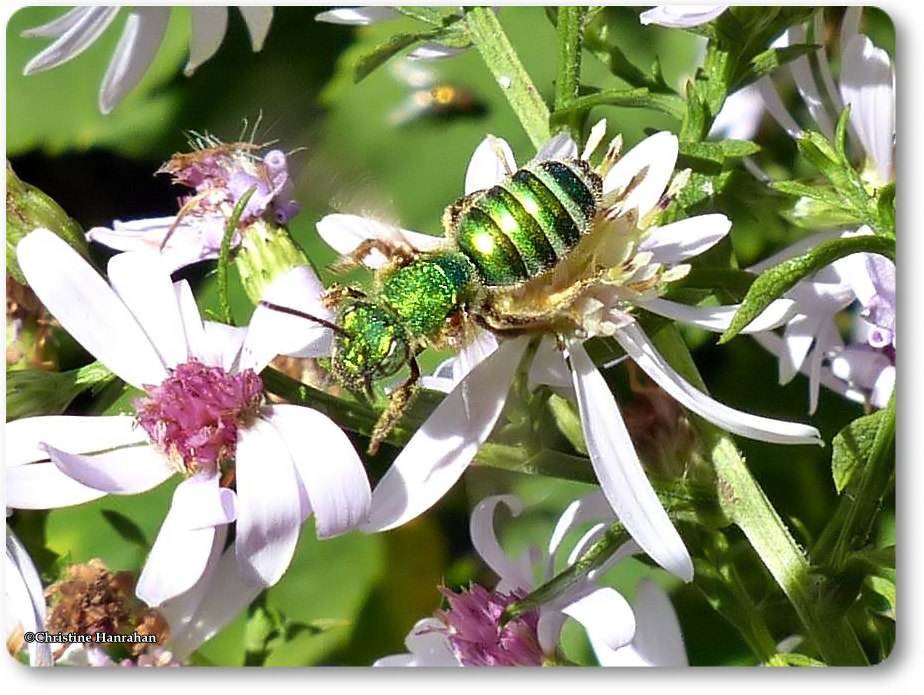 Sweat bee (<em>Augochloropsis metallica</em>)