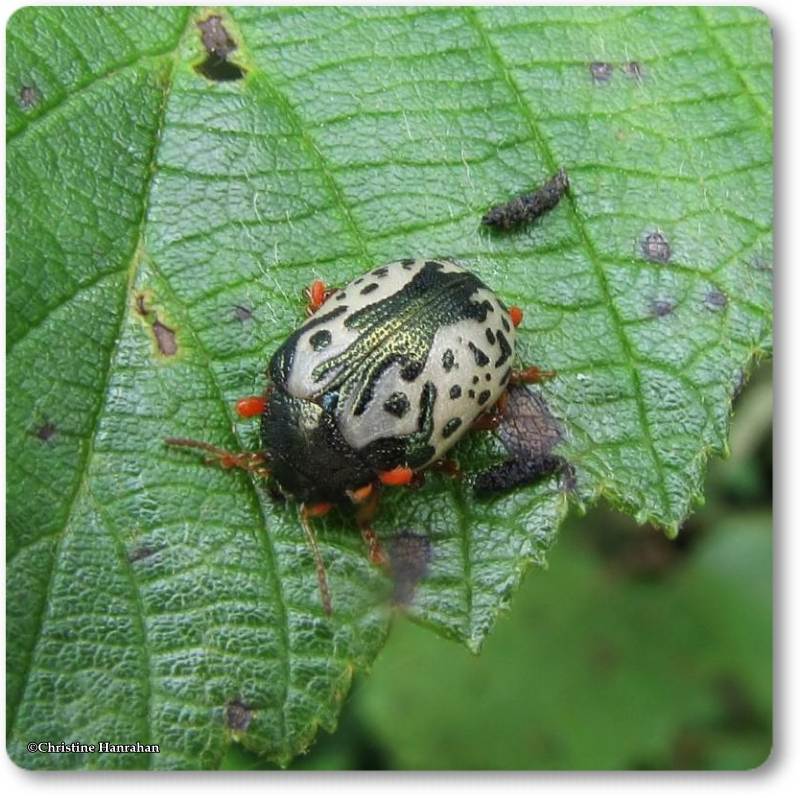 Calligrapha Beetle (Calligrapha confluens)