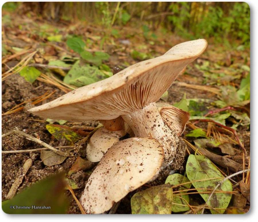 Mushroom, possibly a Cortinaria species