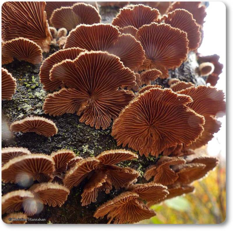 Split gill mushrooms (Schizophyllum commune)
