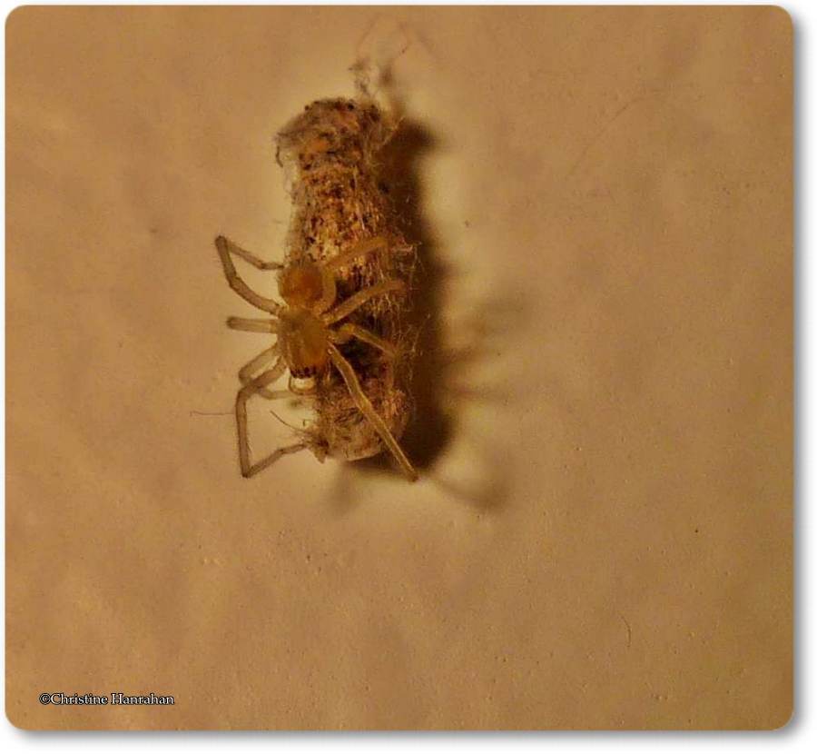 Spider with  moth cocoon