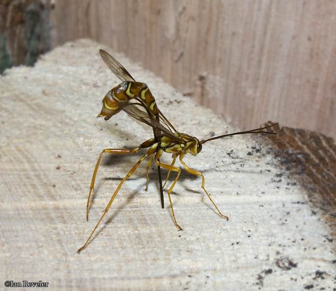 Ichneumonid wasp (Megarhyssa macrurus), female