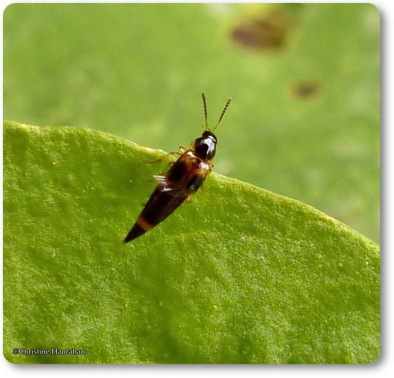 Rove beetle (<em>Lordithon</em> sp.)