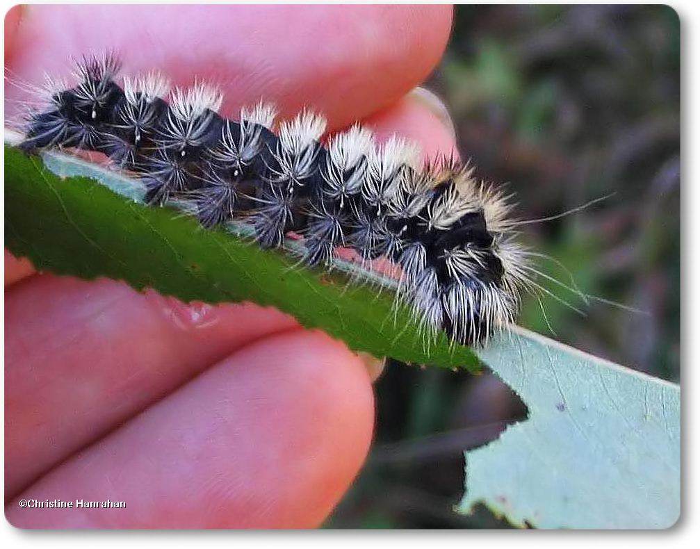 Impressive dagger moth caterpillar (<em>Acronicta impressa</em>), #9261