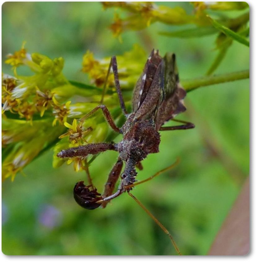 Spined Assassin bug  (<em>Sinea diadema</em>)