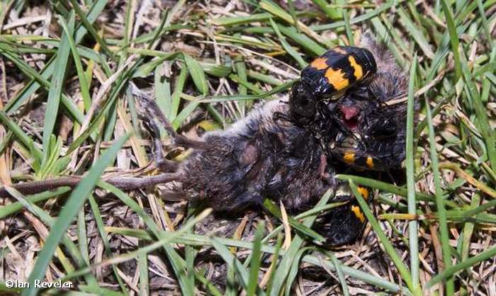 Burying beetles  (Nicrophorus) with dead mouse