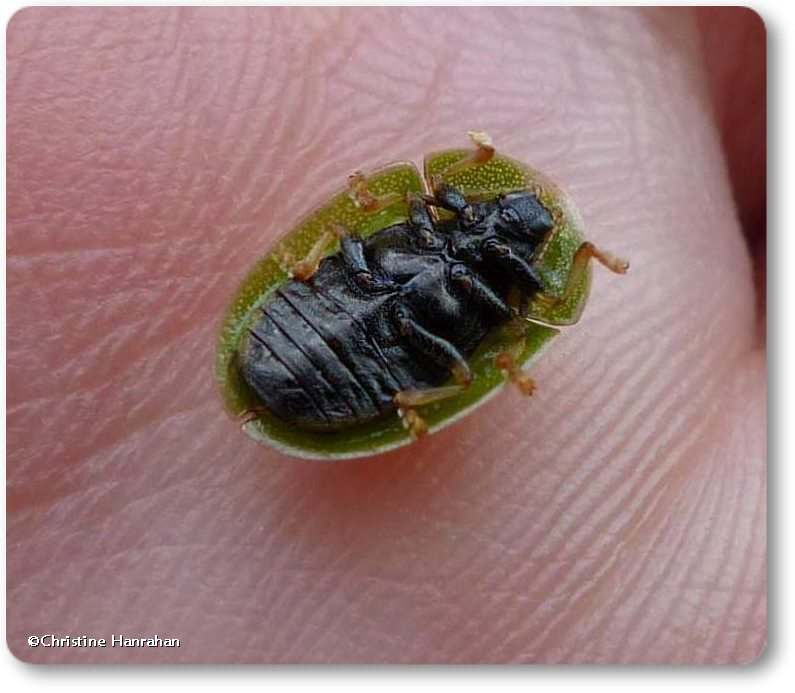 Green tortoise beetle (Cassida sp.)
