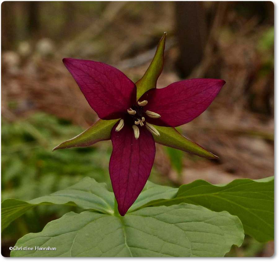 Trillium, red (<em>Trillium erectum</em>)