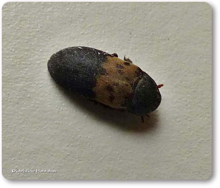 Larder beetle (Dermestes lardarius)