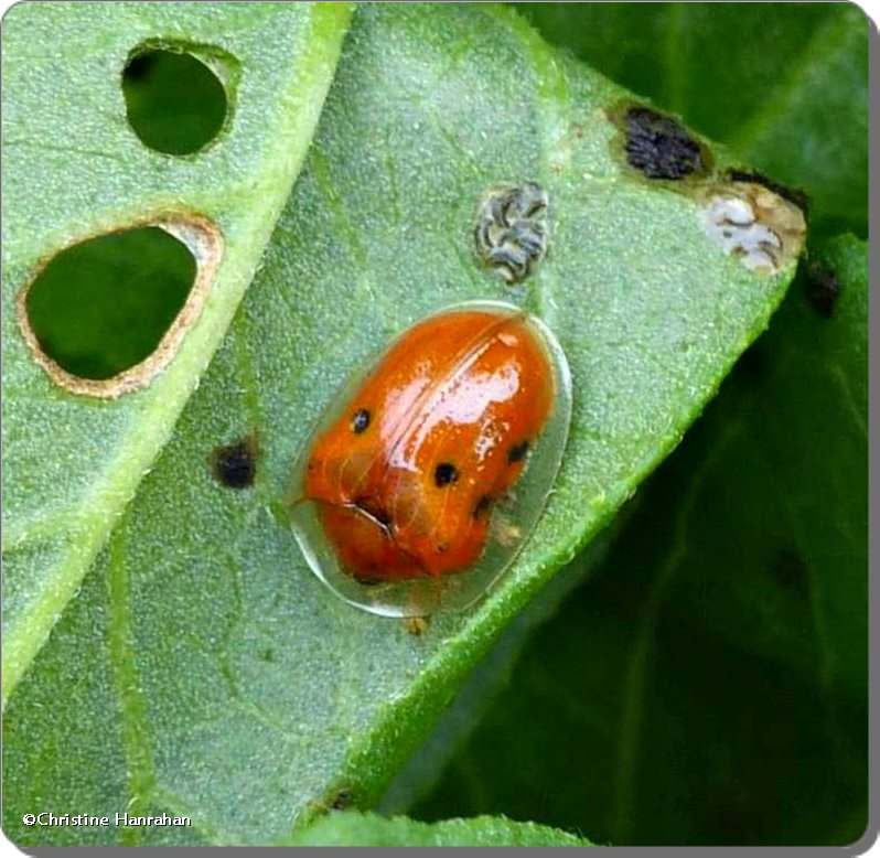 Golden tortoise beetle (Charidotella sexpunctata)