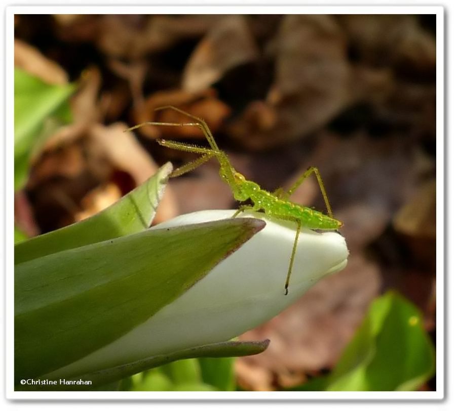 Assassin bug nymph (<em>Zelus</em>) on white trillium (<em>Trillium grandiflorum</em>)