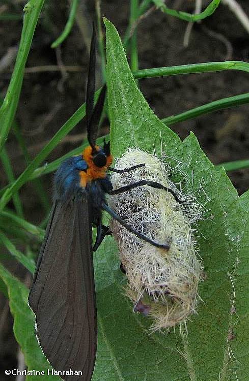 Virginia ctenucha moth (Ctenucha virginica) recently emerged from pupal case, #8262