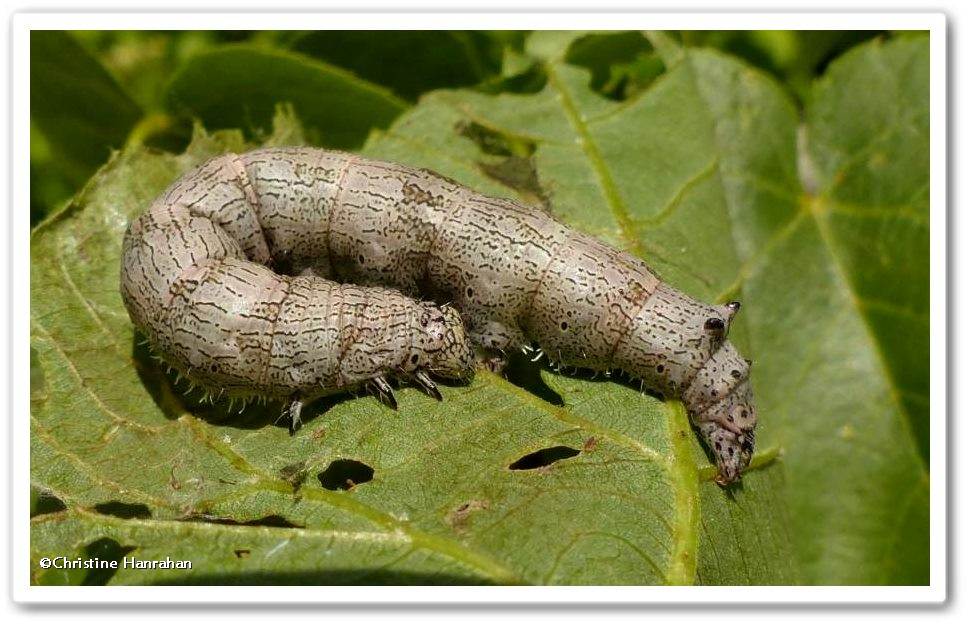 Underwing moth caterpillar, possibly <em>Catocala cerogama</em>,  #8802