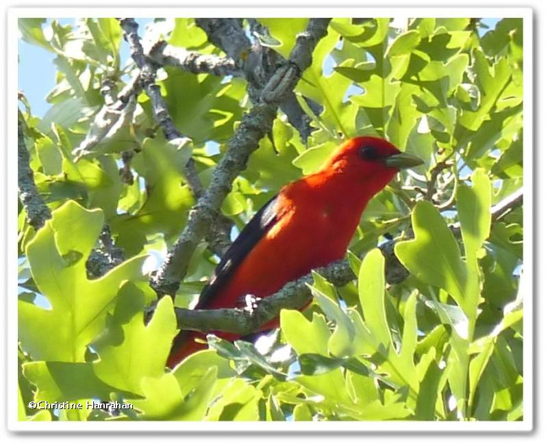 Scarlet tanager