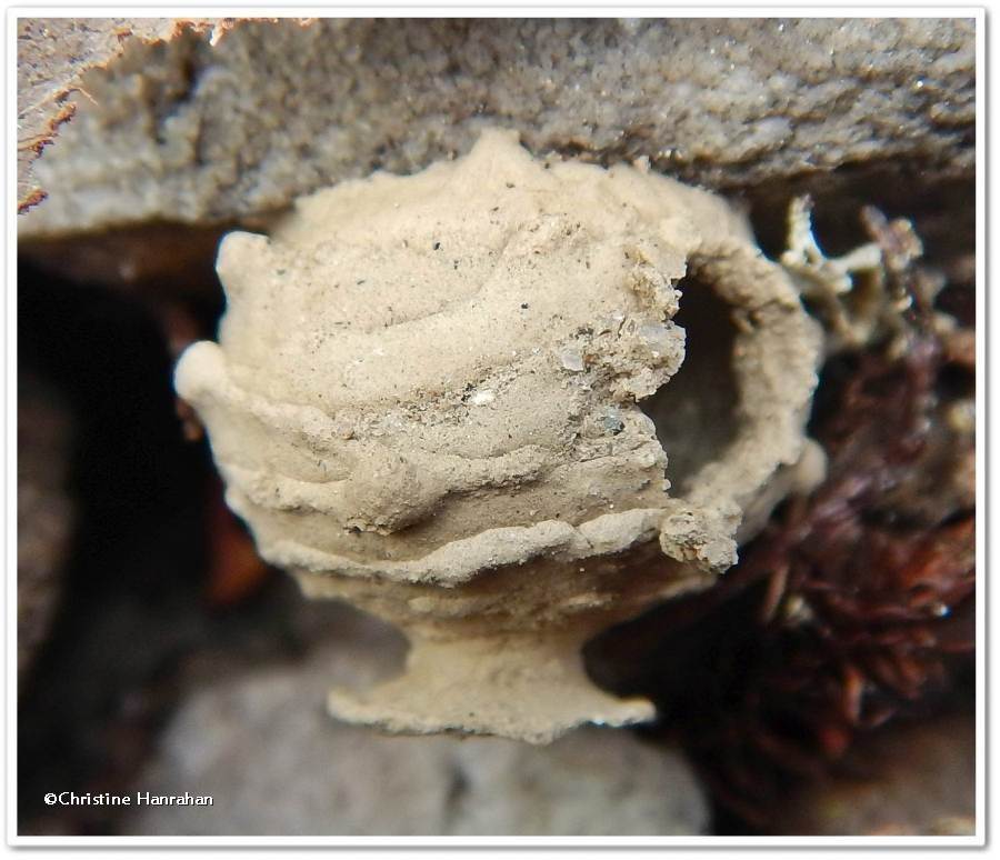 Potter wasp nest