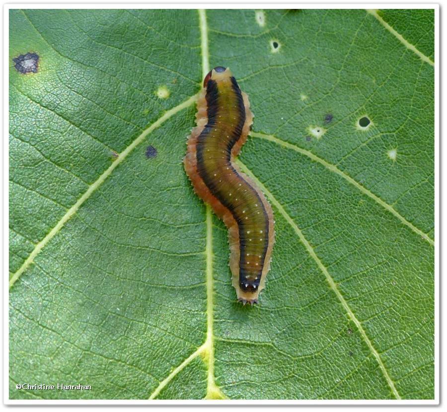 Sawfly larva (<em>Dimorphopteryx</em>)