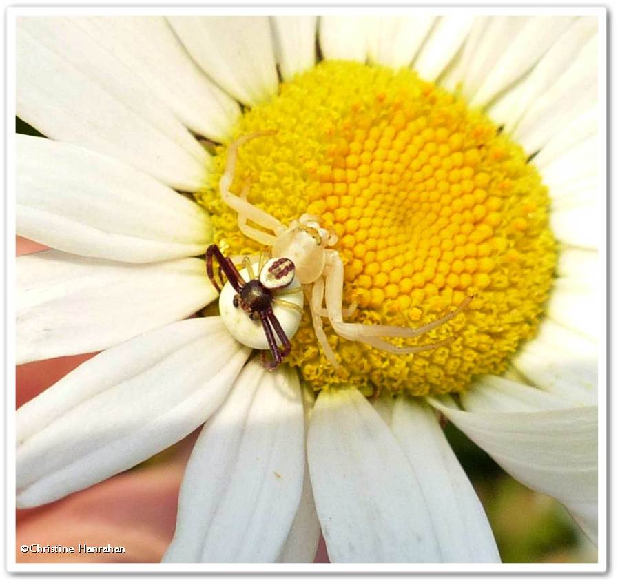 Goldenrod crab spider pair (<em>Misumena vatia</em>)