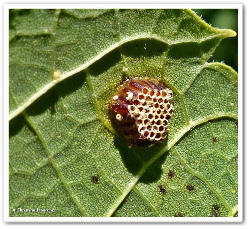 Assassin bug eggs (<em>Zelus</em>)