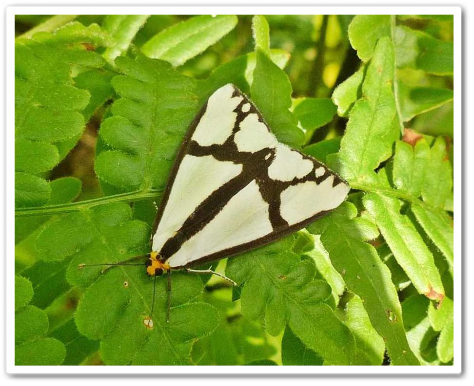 The Neighbour moth (<em>Haploa contigua</em>), #8110