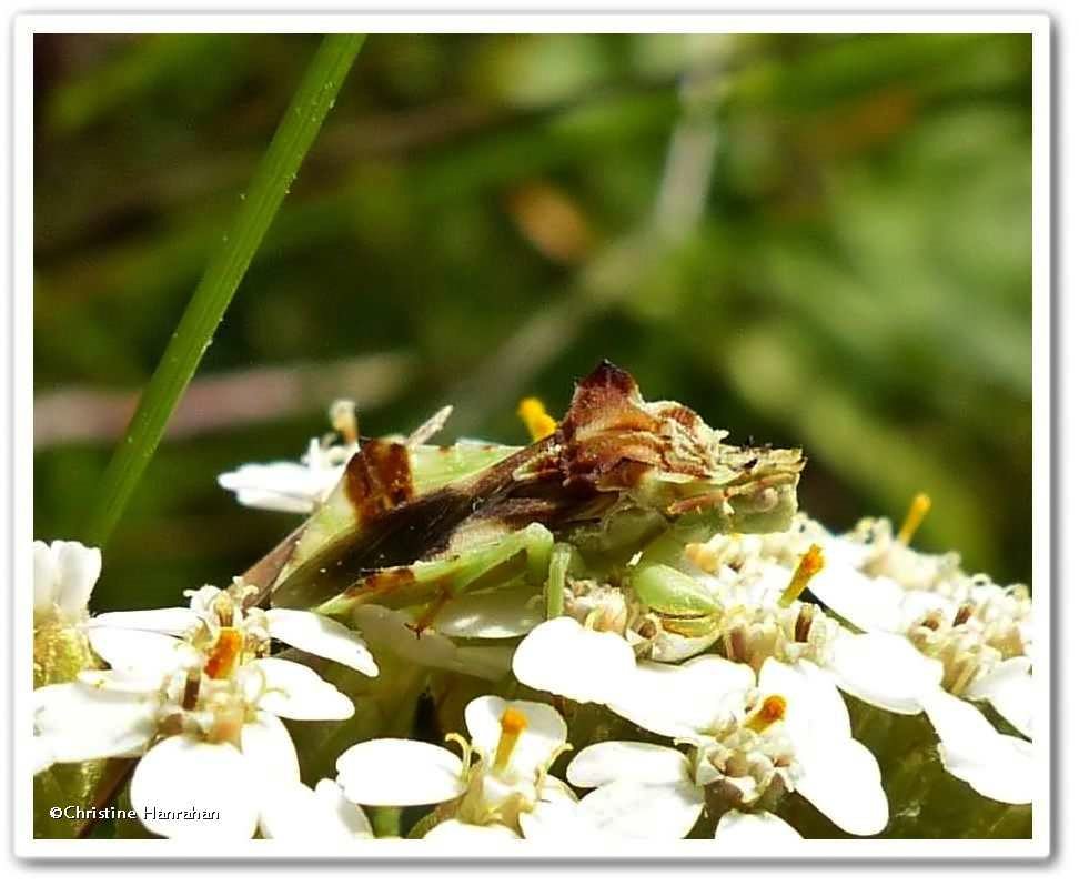 Ambush bug (<em>Phymata</em>)