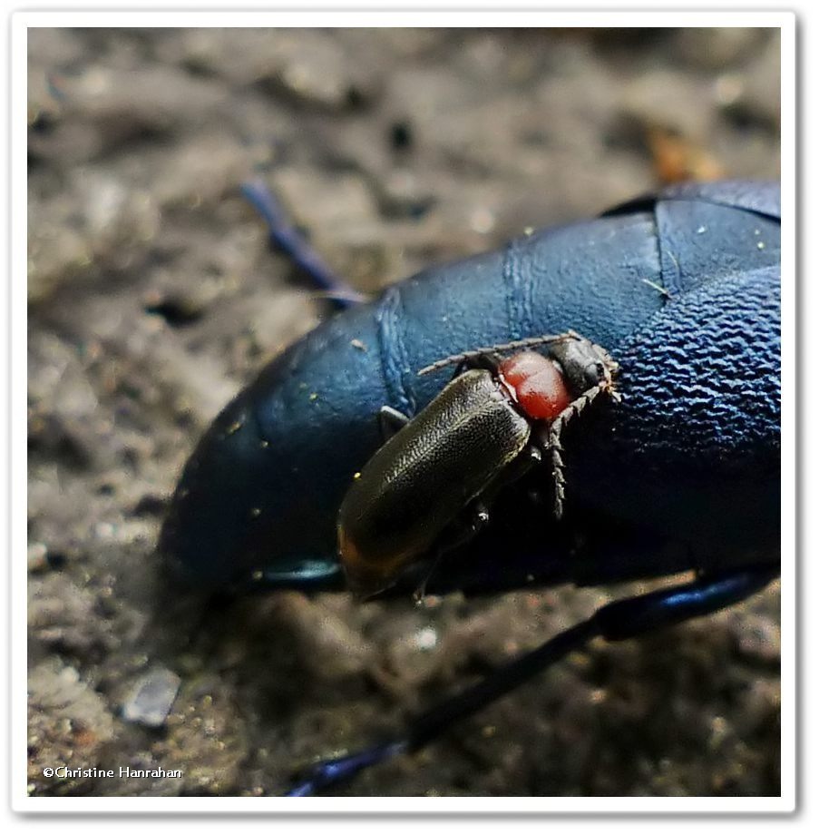 Fire-coloured beetle (<em>Pedilus terminalis</em>)