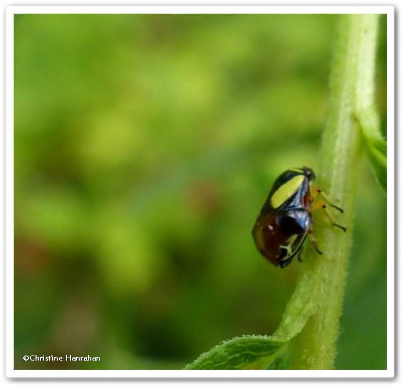 Dogwood spittlebug (Clastoptera proteus)