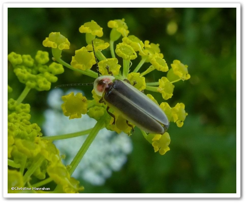 Firefly (<em>Photinus pyralis</em>) 