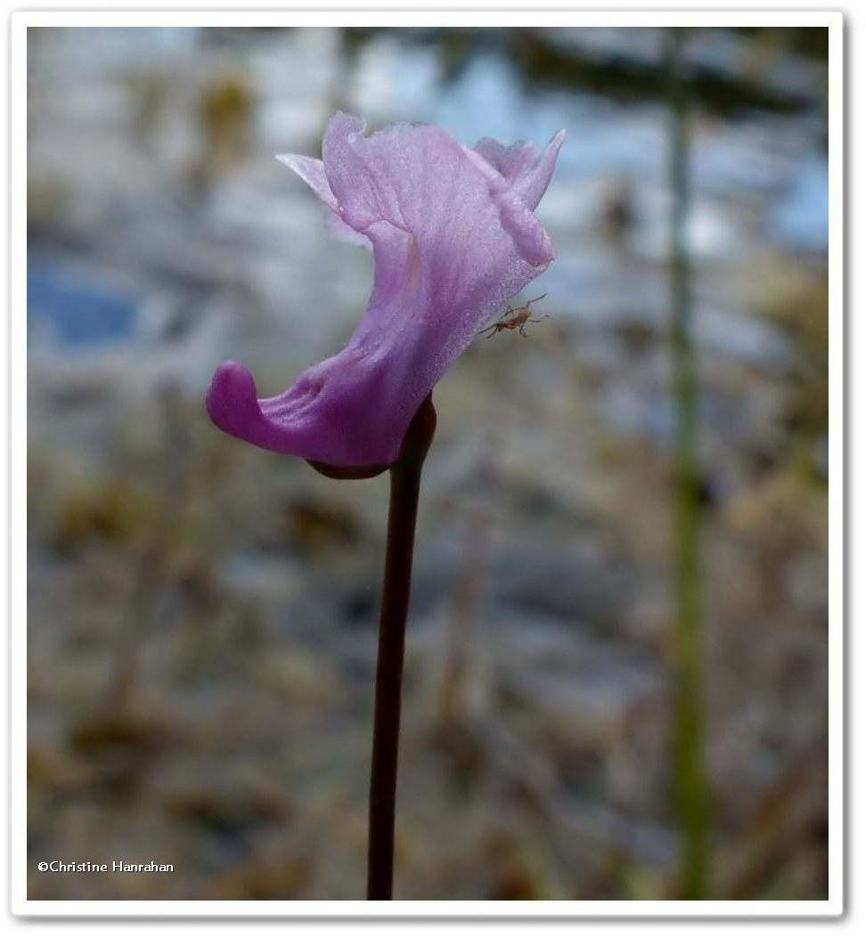 Bladderwort, Purple  (<em>Utricularia resupinata</em>)