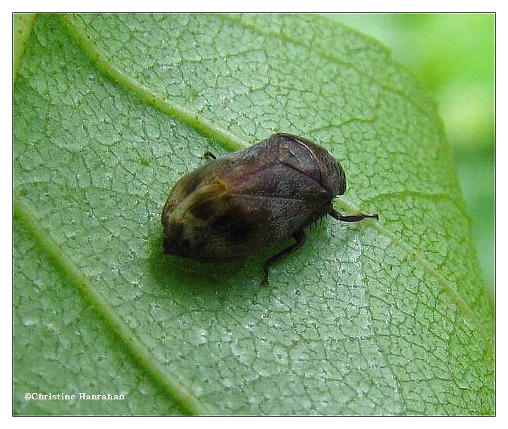 Leafhopper (Penthimia)