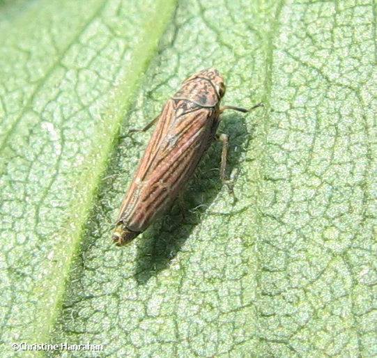 Leafhopper (Neokolla hieroglyphica)