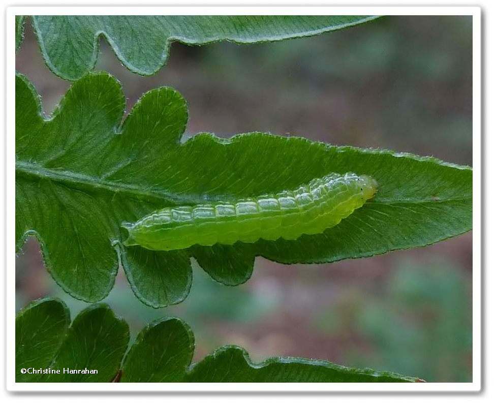 Silver-spotted fern moth (<em>Callopistria cordata</em>), #9633