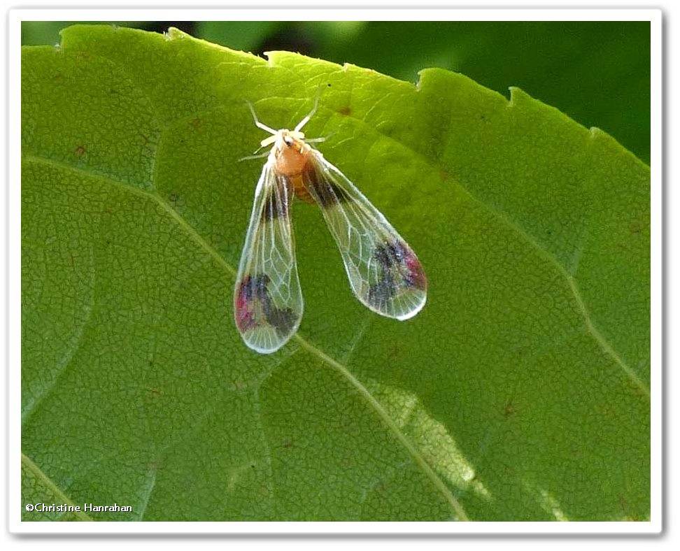Derbid planthopper (<em>Anotia uhleri</em>)