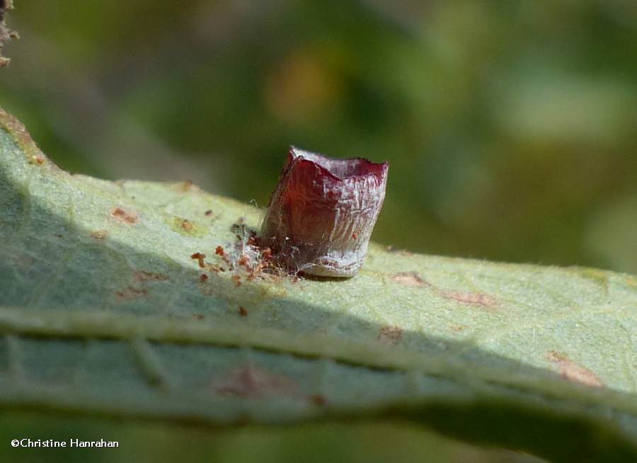 Cynipid wasp galls (<em>Phylloteras poculum</em>)