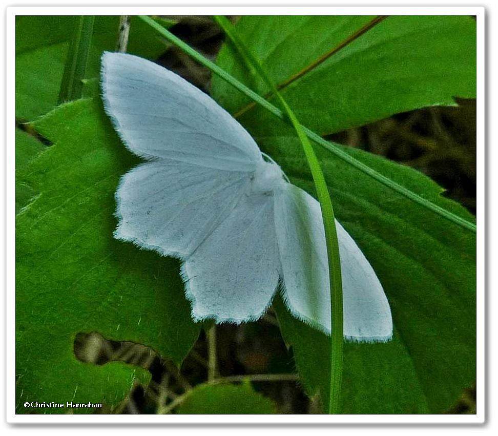 Snowy Geometer  (<em>Eugonobapta nivosaria</em>), #6965