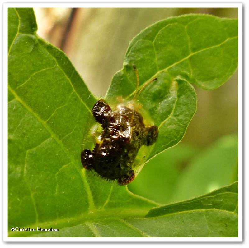 Clavate tortoise beetle (Plagiometriona clavata)
