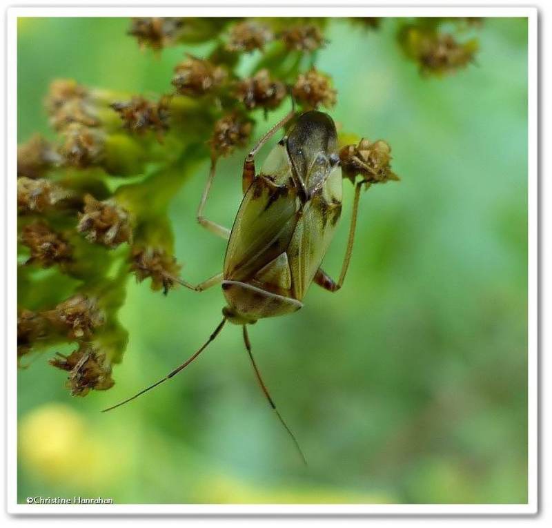 Plant bug (Lygus vanduzeei sp.)