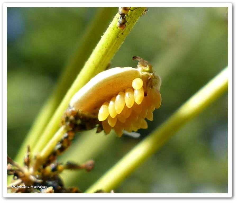 Asian lady beetle eggs (<em>Harmonia axyridis</em>) 