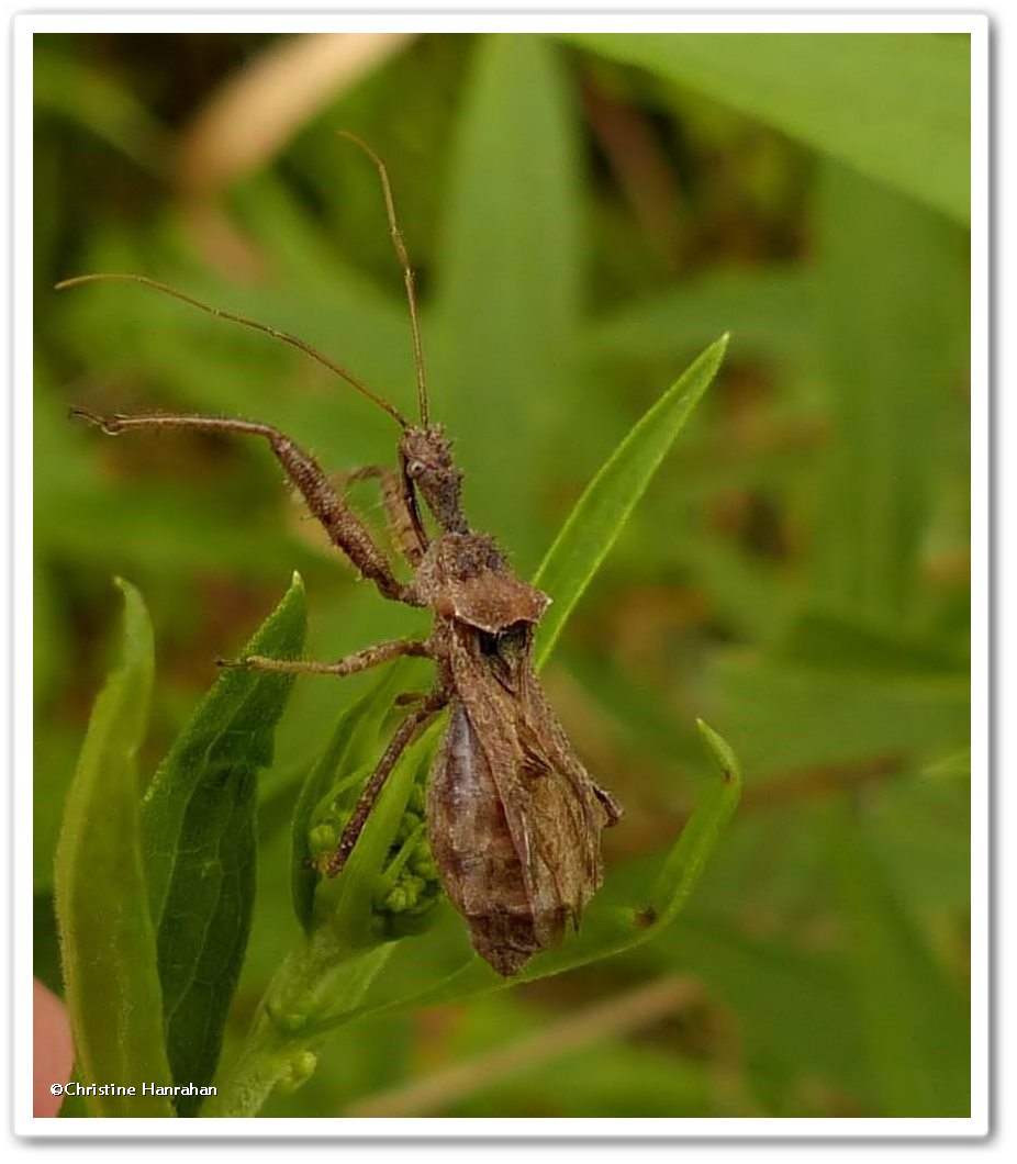 Spined assassin bug  (<em>Sinea diadema</em> )