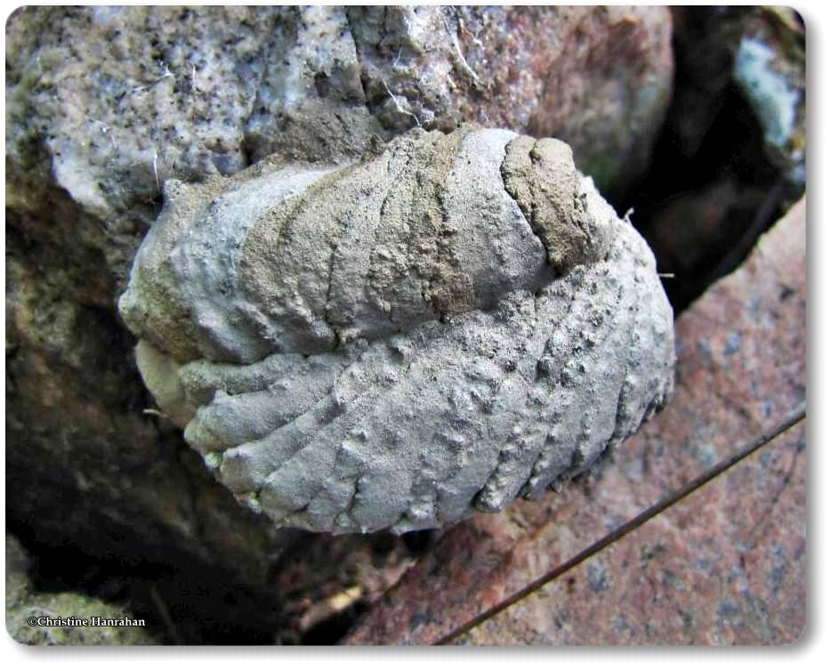 Potter wasp nest