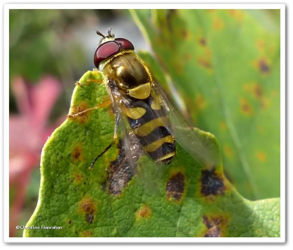 Hover fly (<em>Syrphus</em> sp.)