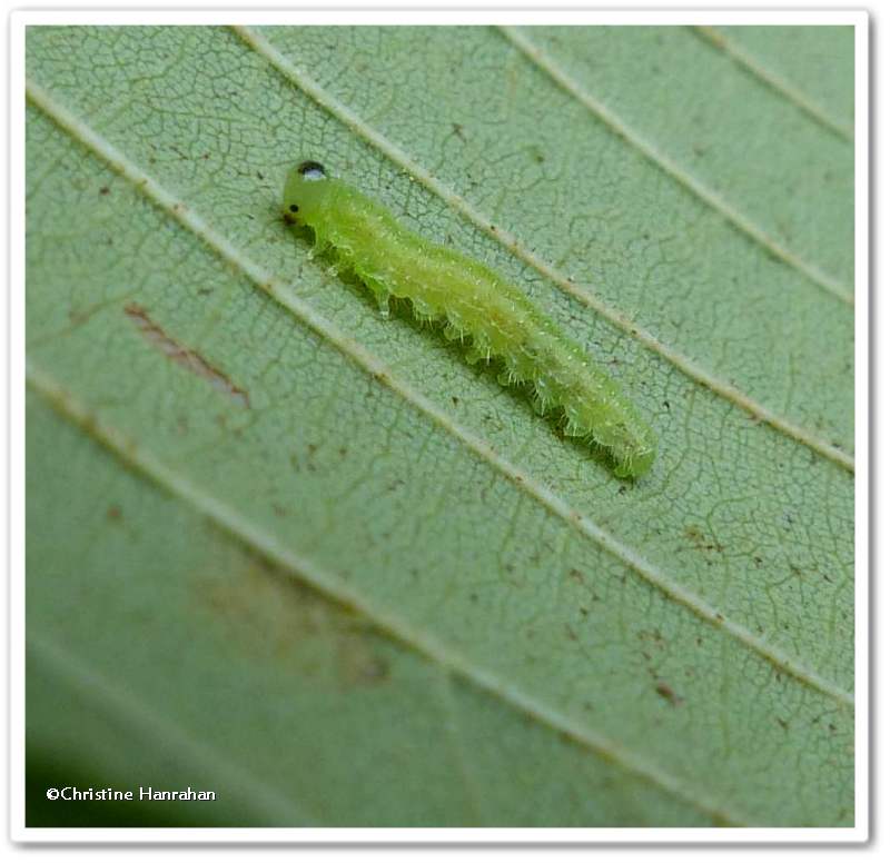 Sawfly larva