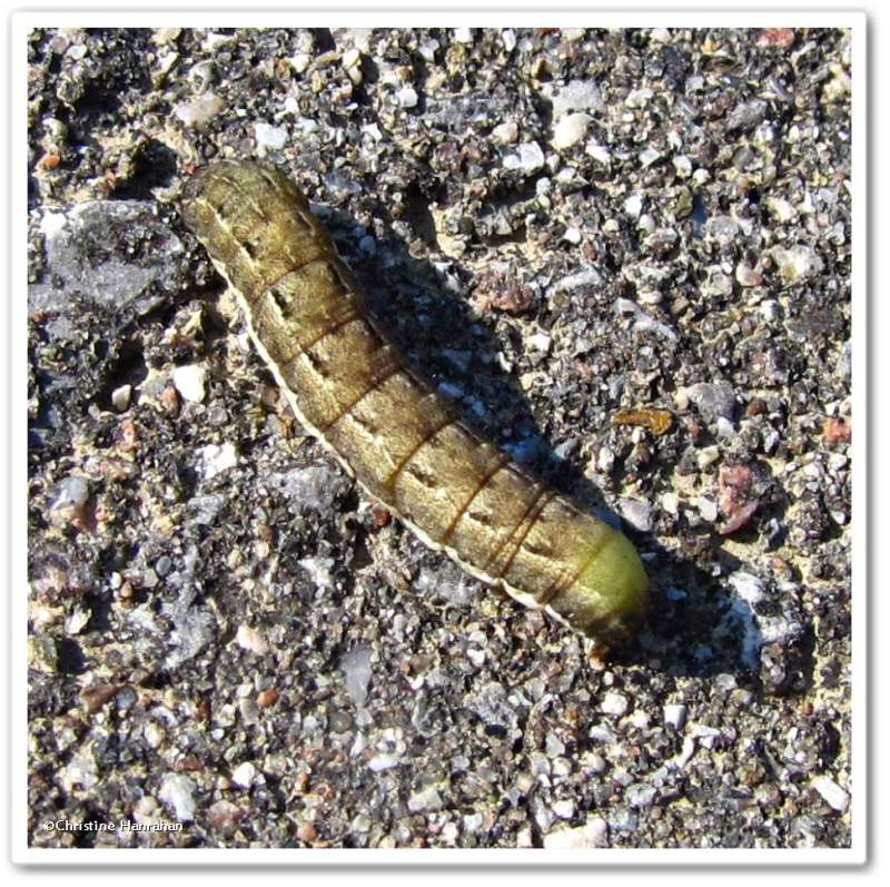 Caterpillar, possible Noctua pronuba, #11103.1
