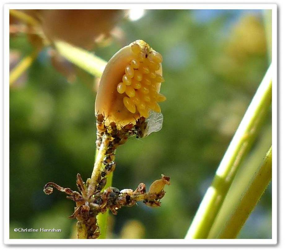 Asian lady beetle eggs (<em>Harmonia axyridis</em>)