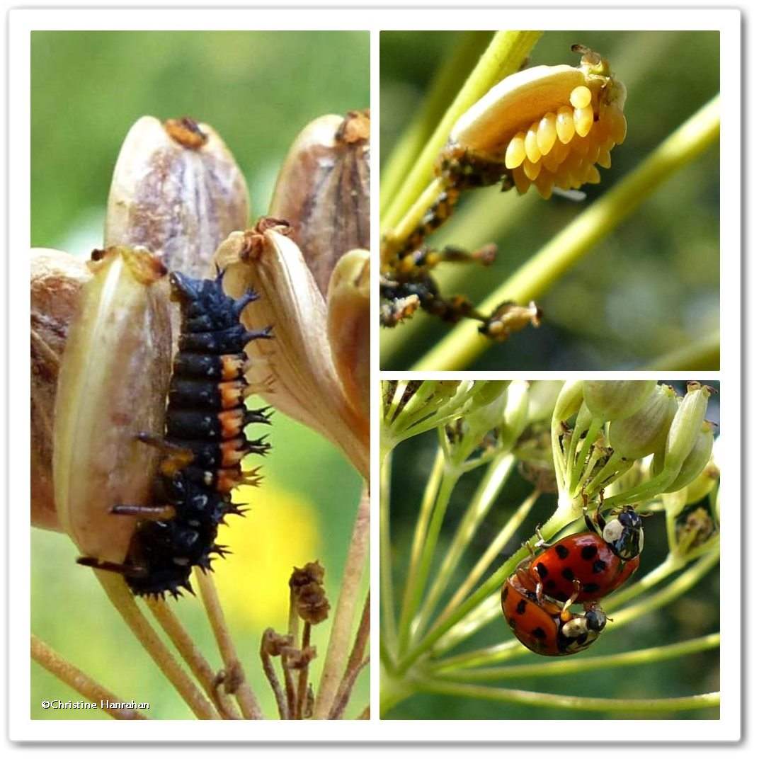 Asian lady beetle (<em>Harmonia axyridis</em>)