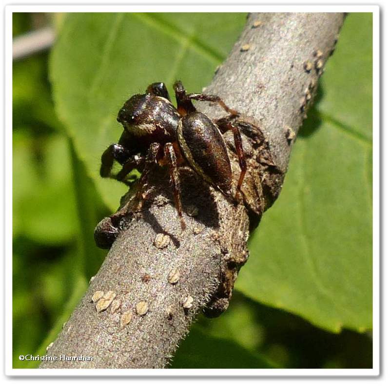 Bronze jumping spider (Eris militaris)