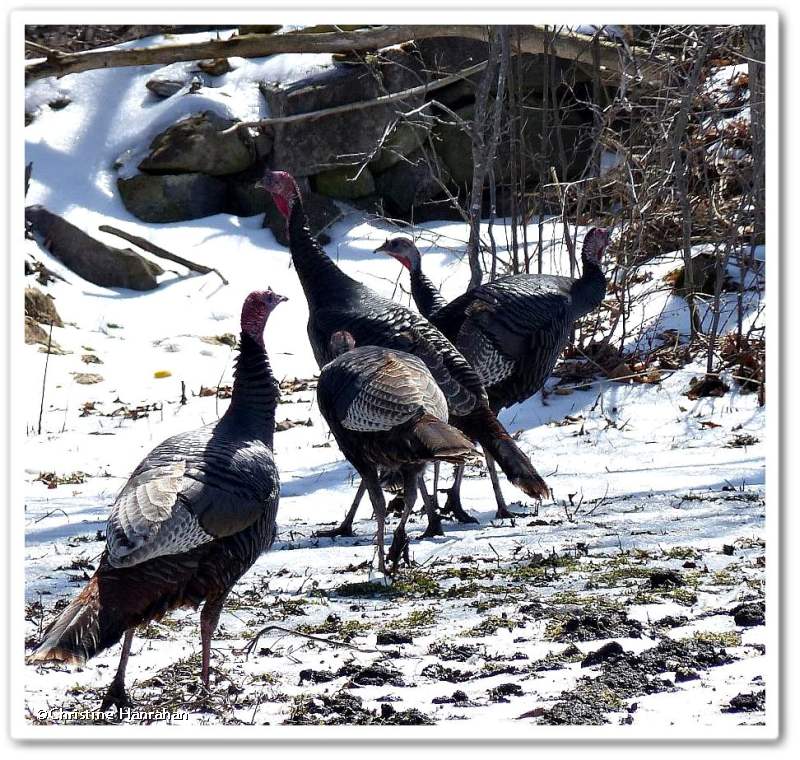 Wild turkeys